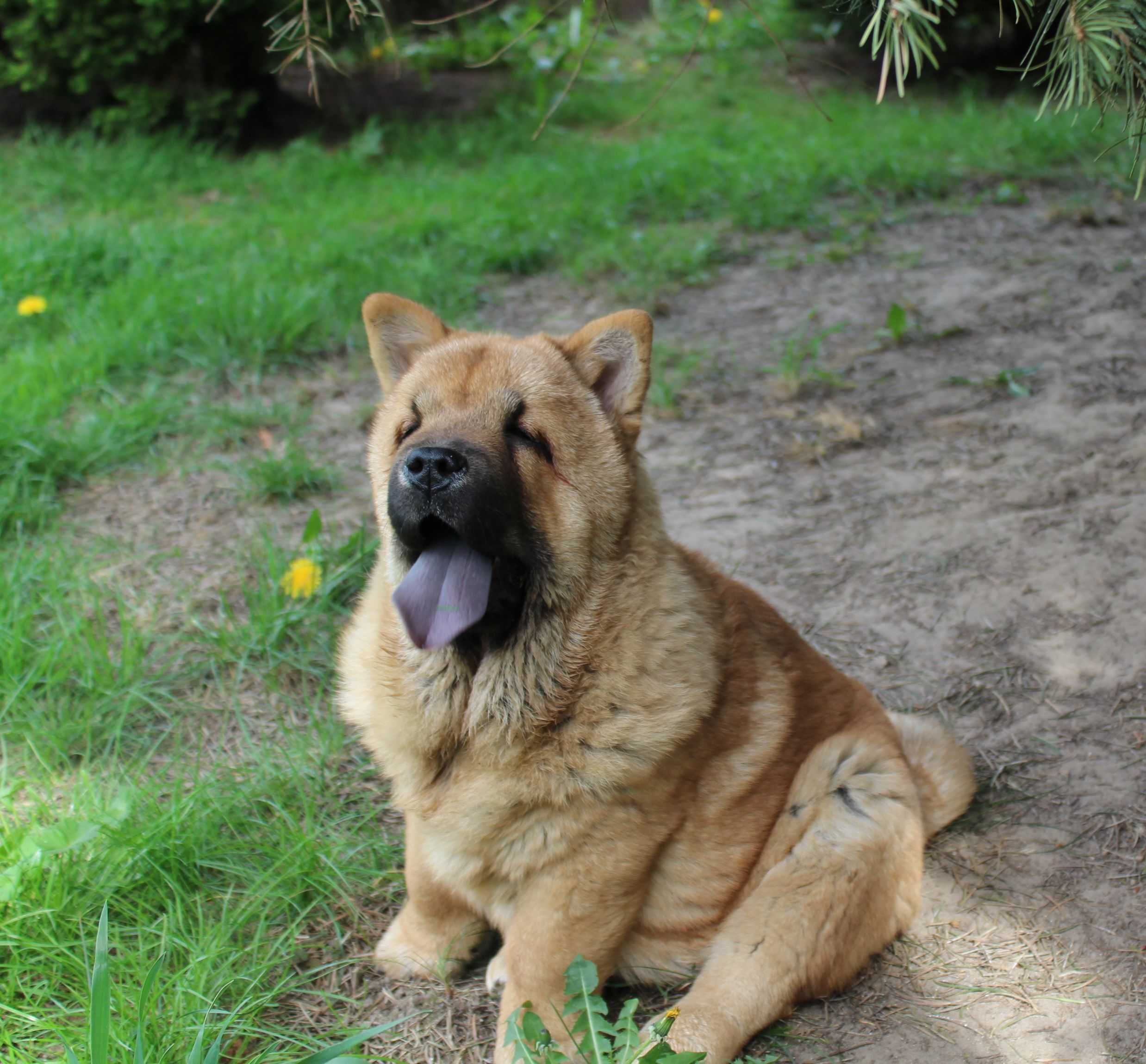 Chow chow piesek krótkowłosy z rodowodem ZKwP \FCI