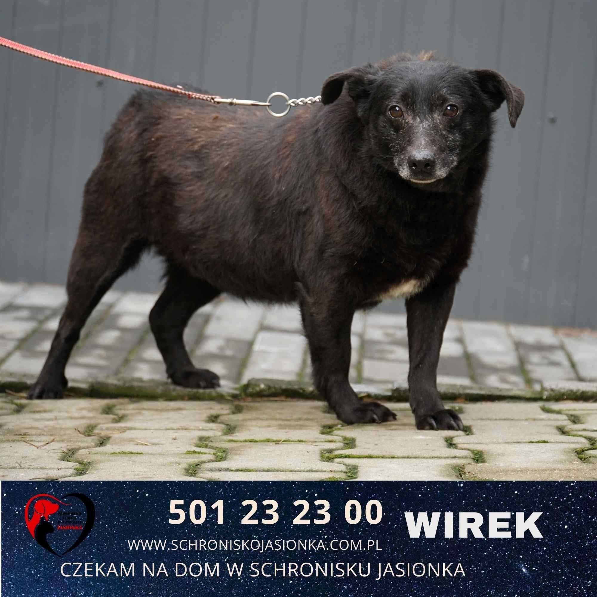 Wirek-do adopcji schronisko Jasionka