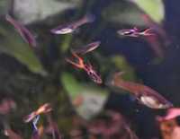 Peixes guppys endler