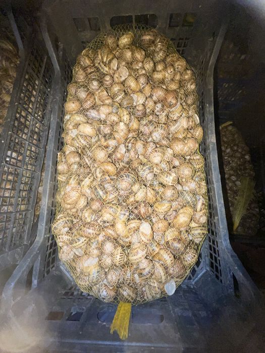 Равлик helix aspersa muller