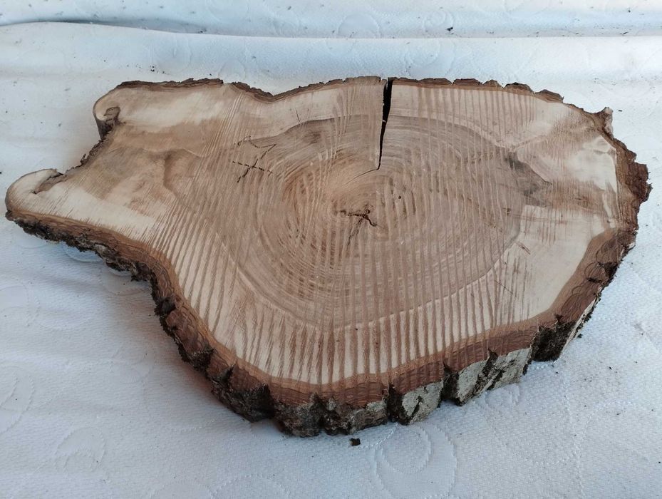 Plaster drewna Piękny Solidny Suchy Orzech DIY Wybór sztuki Hit 2025