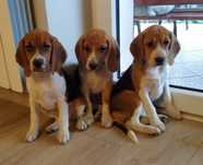 Suczka Szczeniaczek beagle