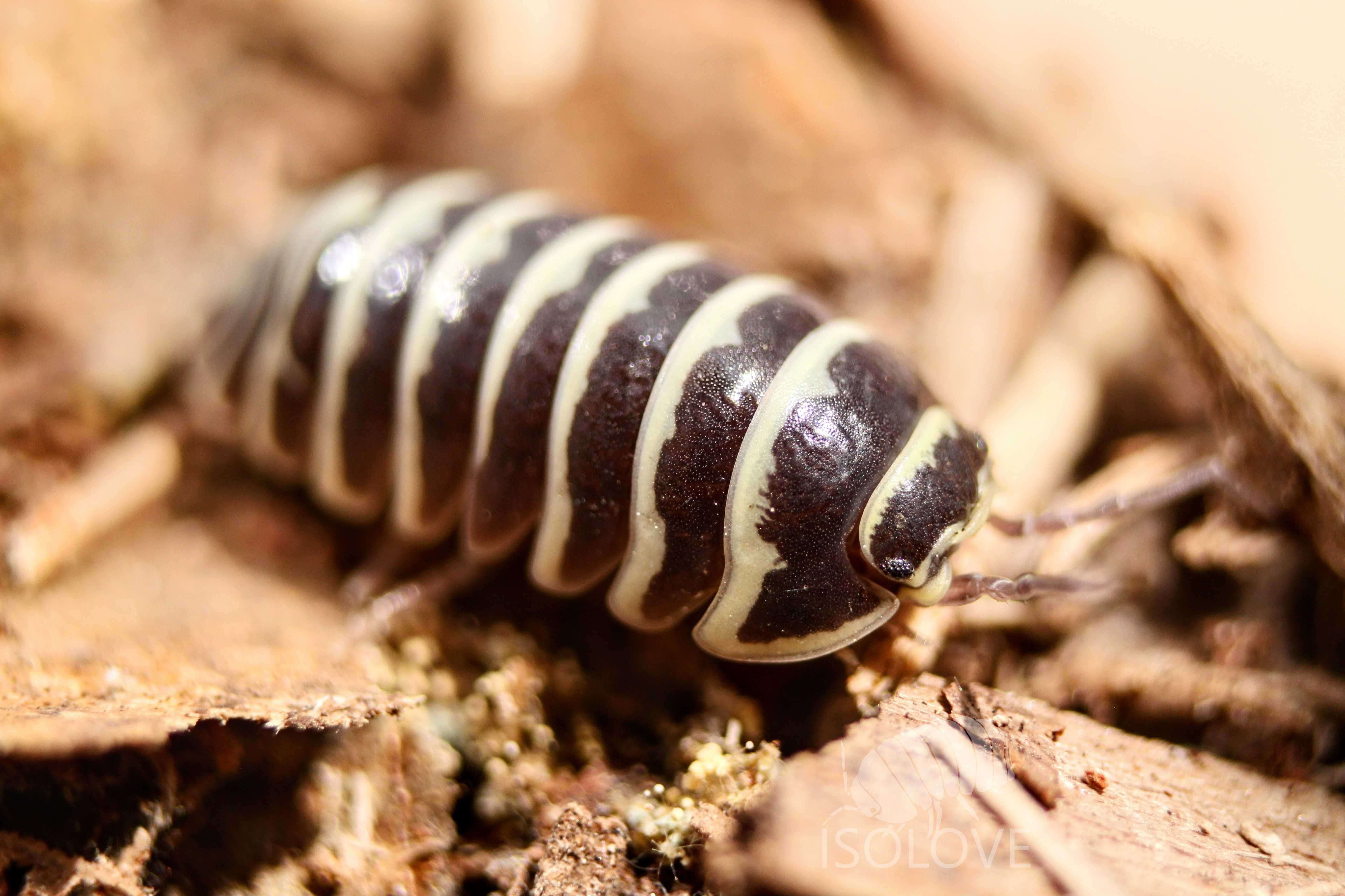 Armadillidium maculatum, równonogi zebra, isopoda, prosionki, kulanki