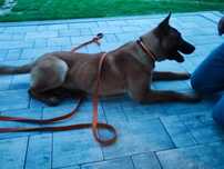 Owczarek belgijski malinois 8mies