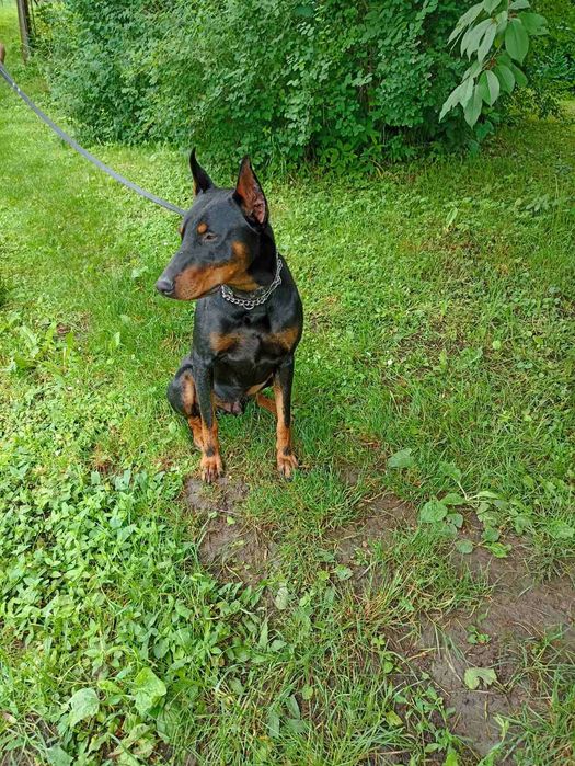 Доберман,Злучка..