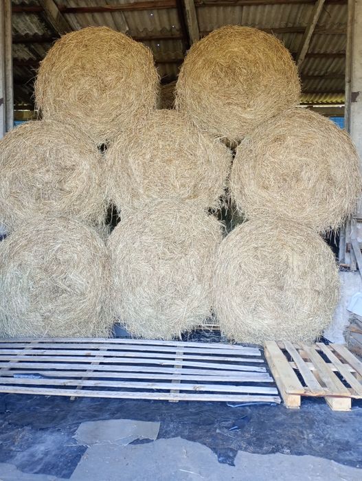 Siano pierwszego pokosu