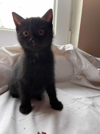 Чорна кішечка для любителів чорного одягу