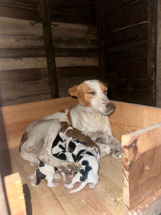 Cães de Caça, Porte Médio