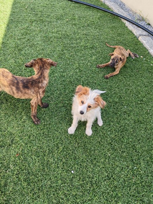 Dou cachorros porte  pequeno/médio