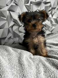 Śliczny yorkshire terrier