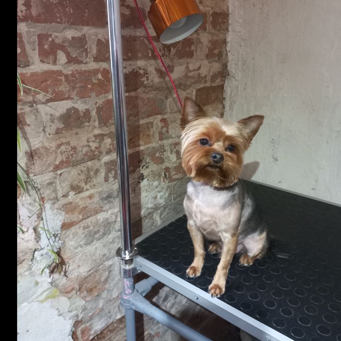 Стрижка собак мелкие и средние породы. Груминг на Кацарской