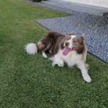 Border Collie para reprodução