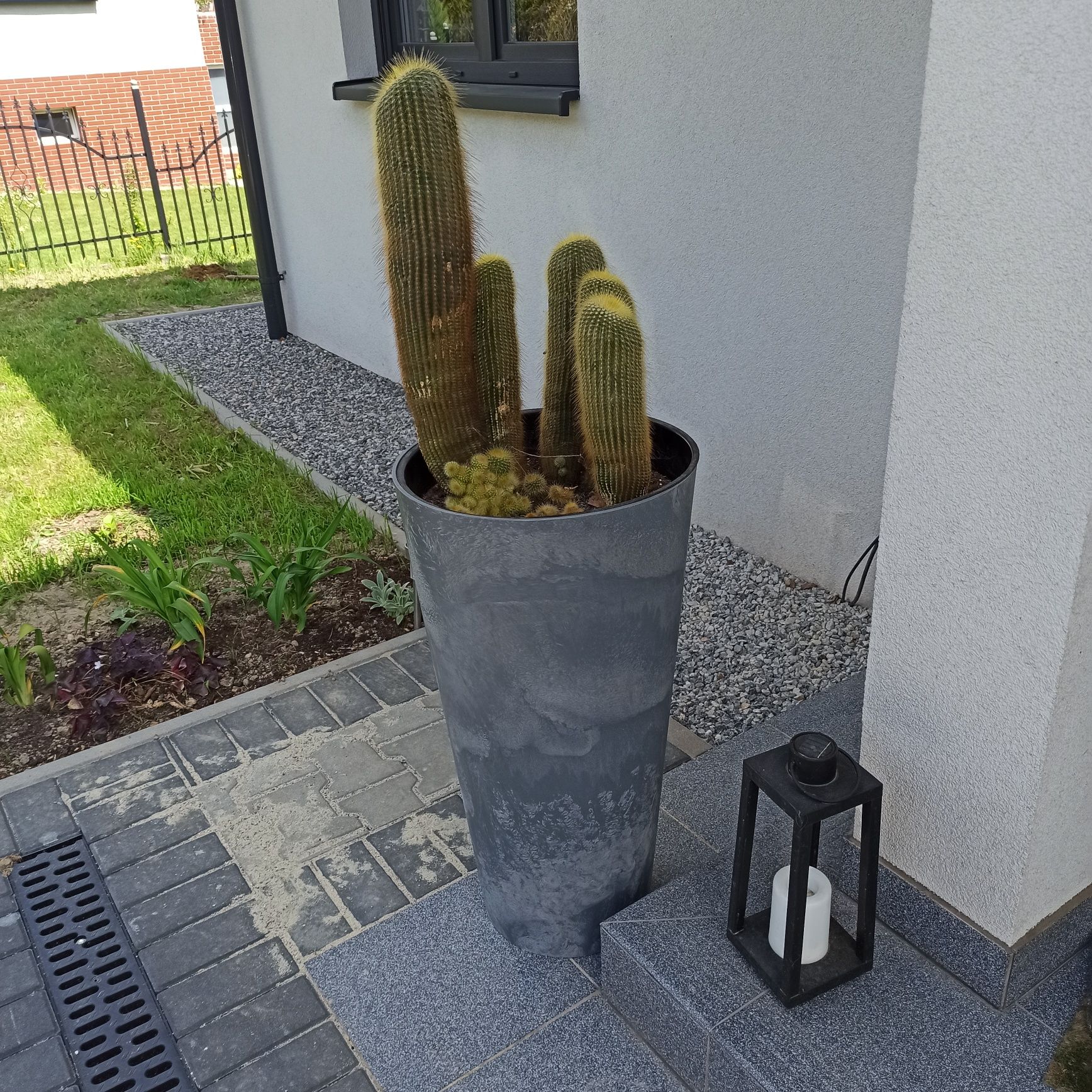 Kaktus bardzo duży