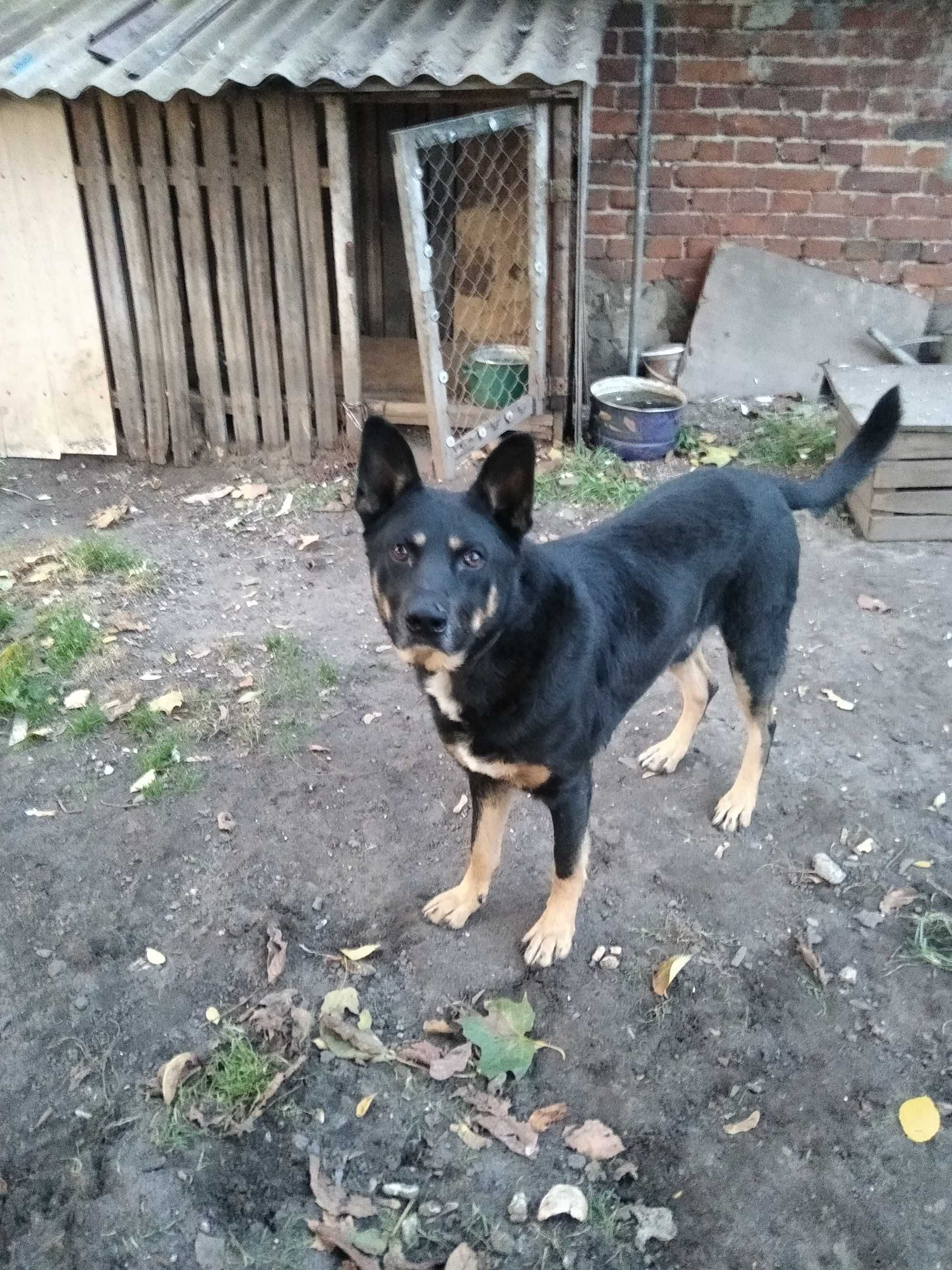 Oddam 3 letniego pieska