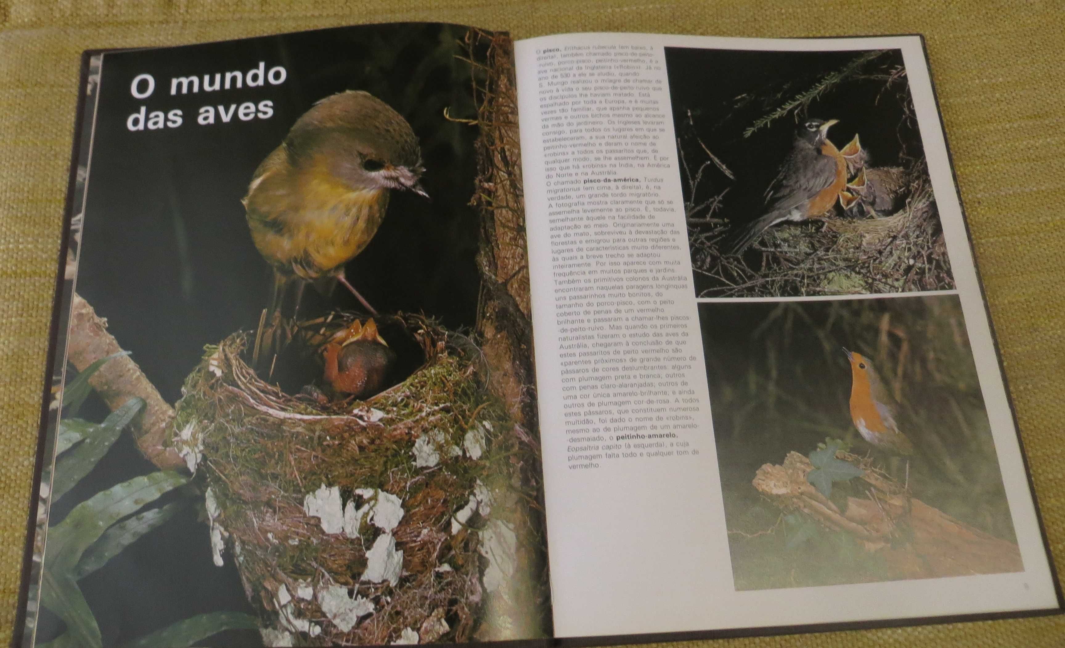 Livro Ilustrado O Mundo das Aves . Capa dura - tamanho A4