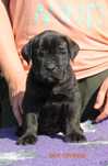 Rasowe FCI szczenię cane corso, świetna psychika, zdrowi rodzice