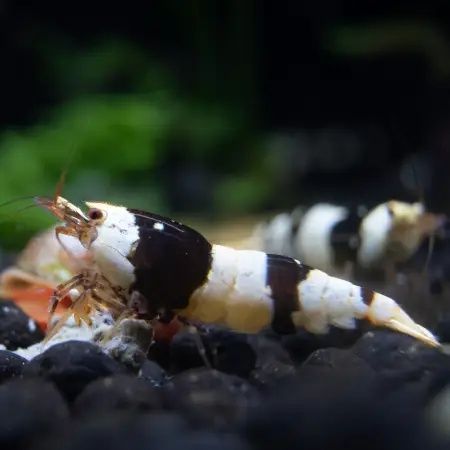 Camarão Caridina CBS