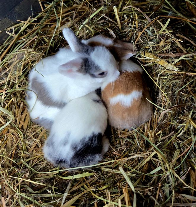 Króliki miniaturki różne umaszczenia małe króliczki