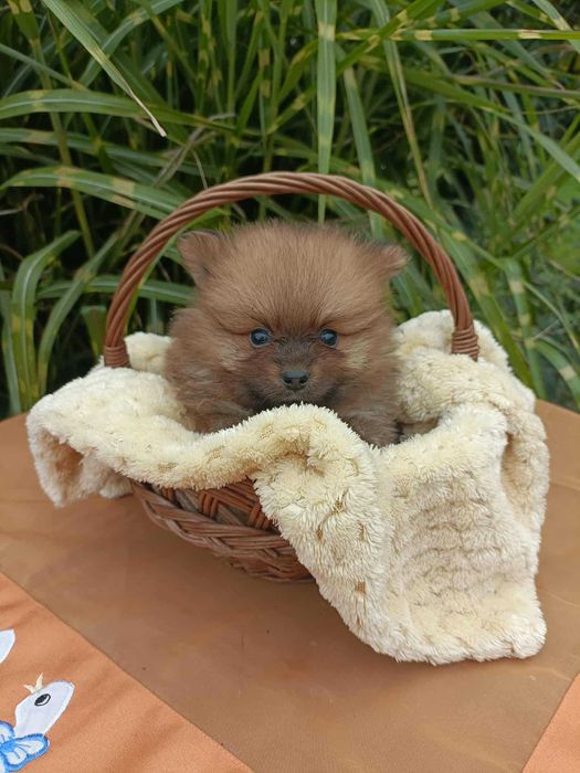 Wzorcowa suczka Małego Szpica niemieckiego rodzice FCI