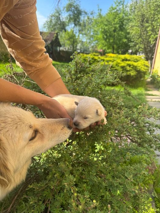 Цуцики золотистого ретривера