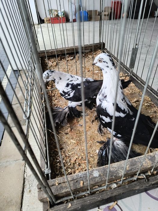 Gołębie ozdobne różne