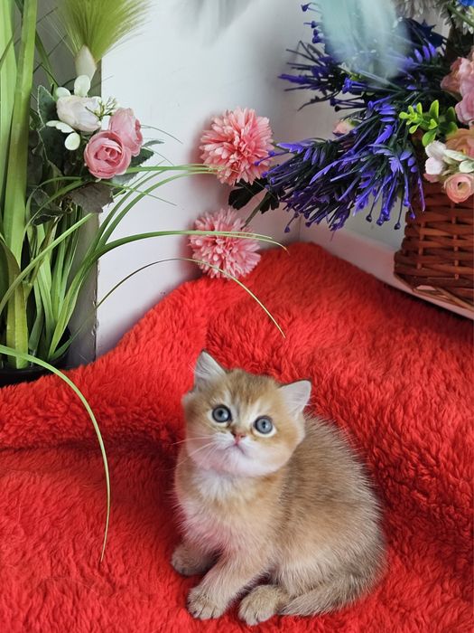 Золотая британская шиншилла кошечка кошка котята дівчинка