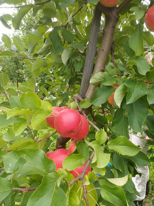 Jabłka różne odmiany.