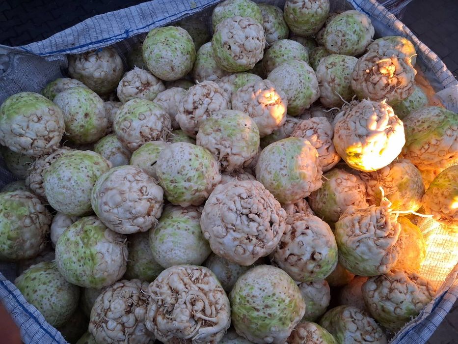 Sprzedam Seler gruby