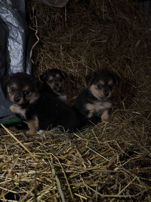 Віддам маленьких цуценят у добрі руки!
Милі, грайливі й дуже добрі пес