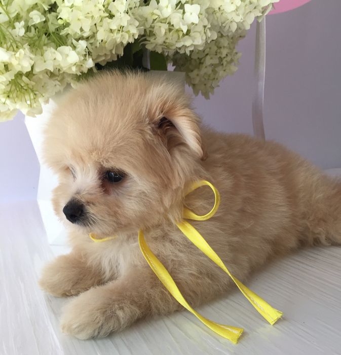 Помапу — Маленькі моделі для обіймів