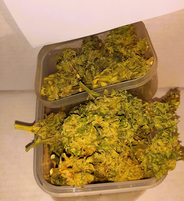 Marihuana THC świetna