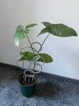 Syngonium mottled mojito