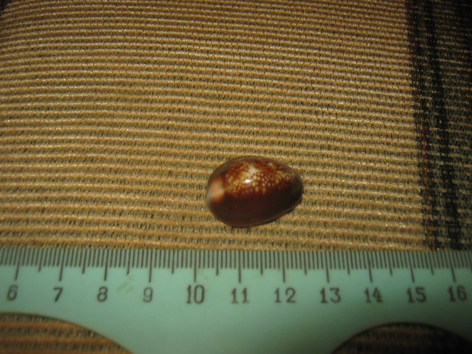 Раковина Каури.Подарок,сувенир.