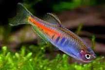 Danio choprai. Cetarius