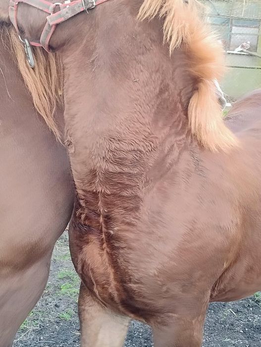 Sprzedam ogierka zimnokrwistego