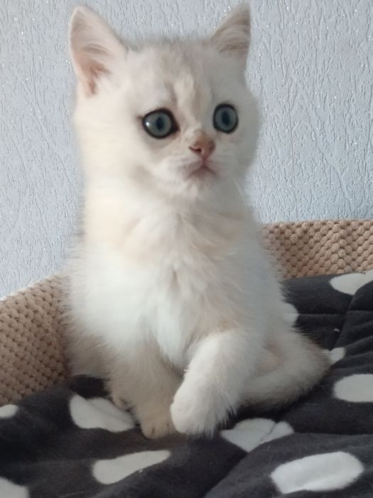 Пухнасте щастячко