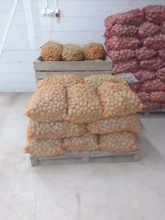 Sprzedam ziemniaki odpadowe, paszowe marchew odpadową