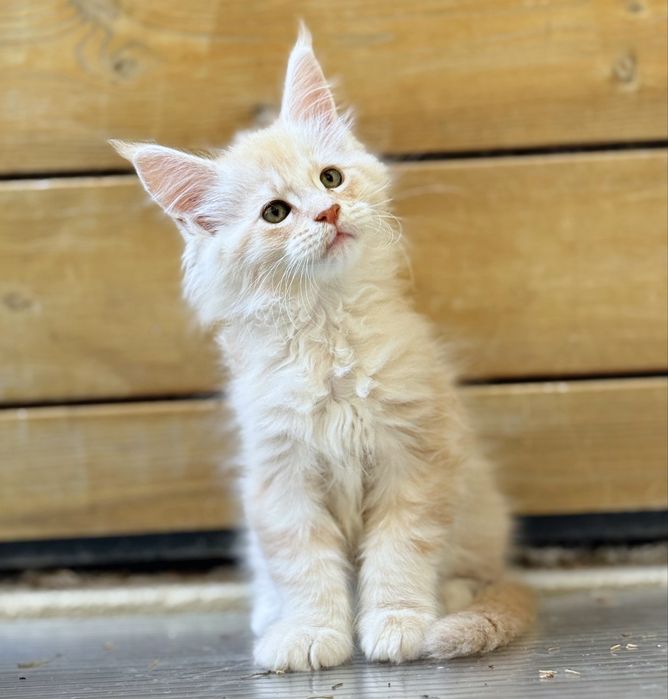 Gatinha Maine Coon bebe