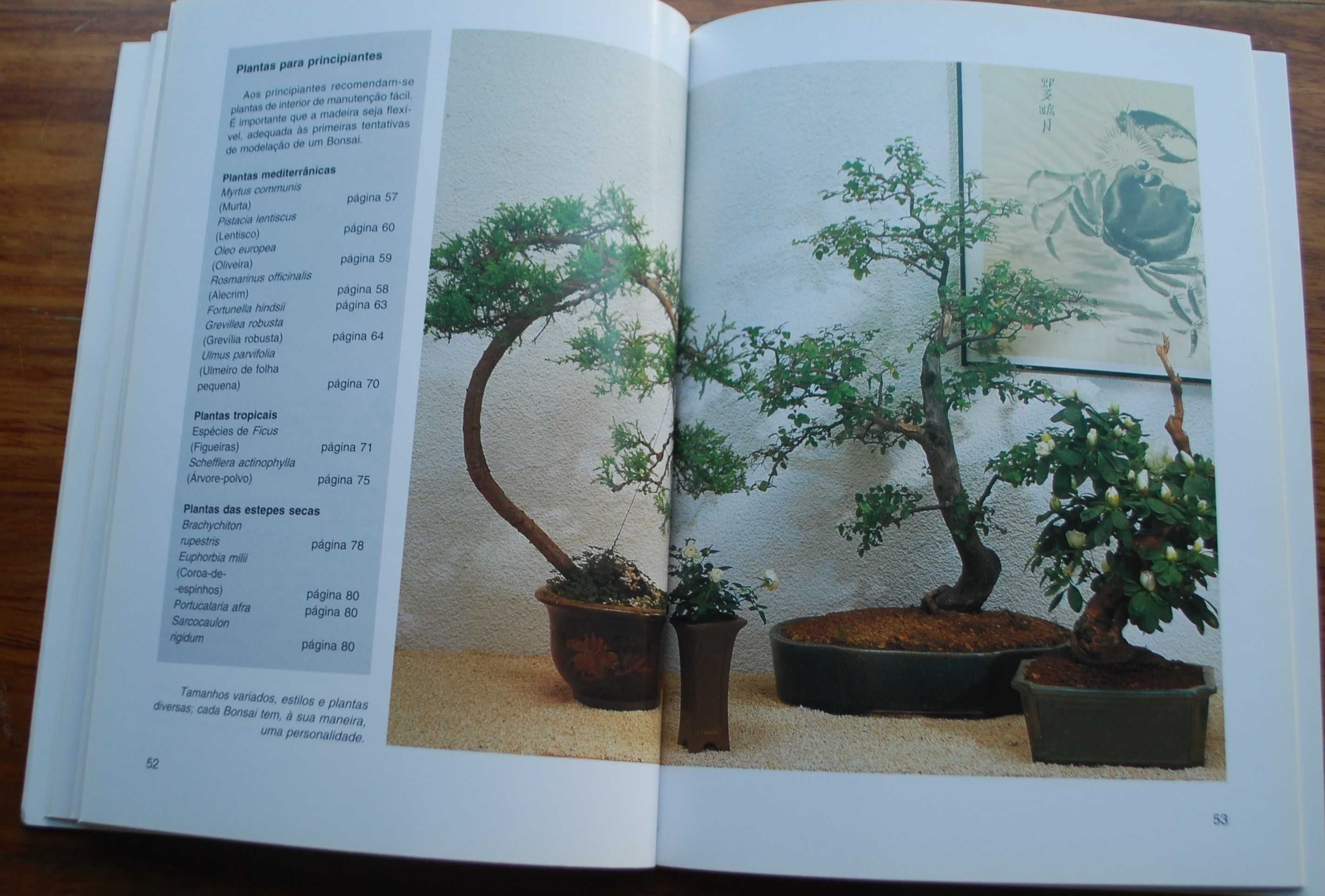 Bonsai de Interior de Jochen Pfisterer