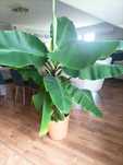 bananowiec kwiat 180 cm