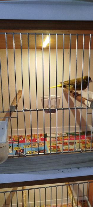 Kanarki zielone z 2025 roku