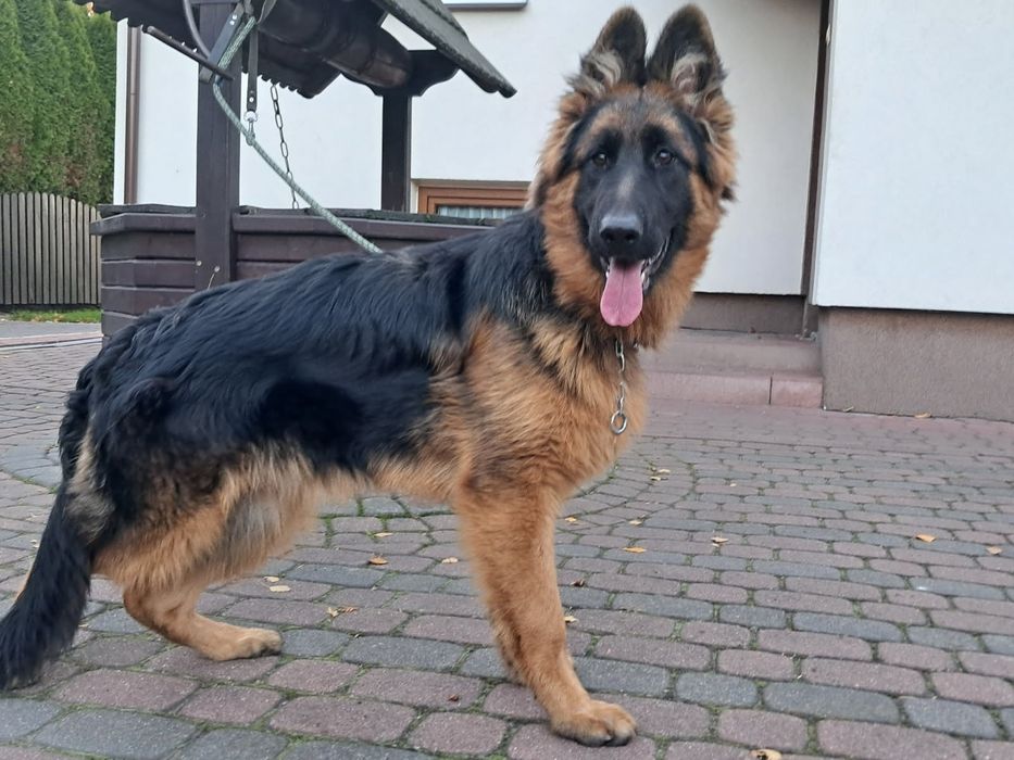 Owczarek Niemiecki Suczka