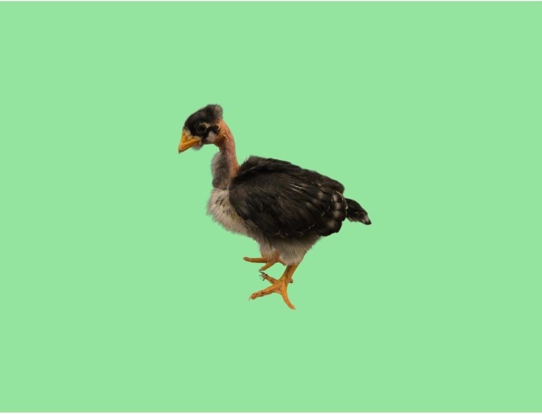 Galinha Pedres Portuguesa - pintos