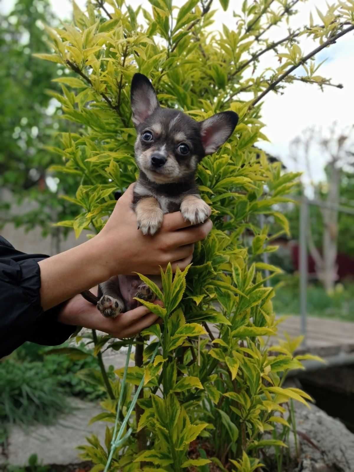 Хлопчики чихуахуа.