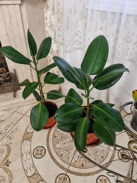 Продам або обміняю Фікус