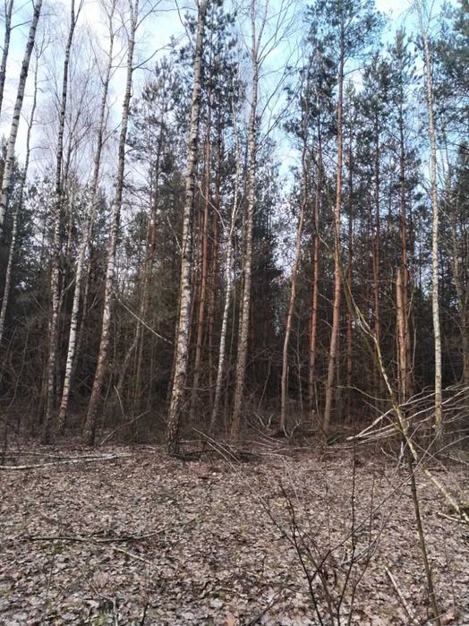 Wycinka Drzew, porośnietych działek i lasów! Tanio !