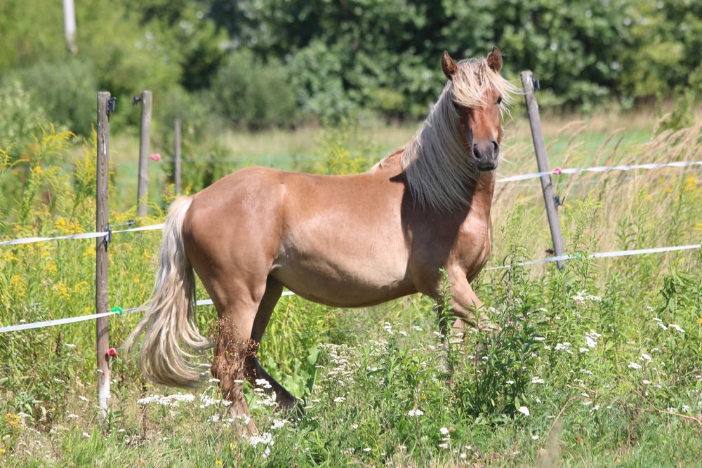 klacz silver bay - GYPSY/IRISH COB (nie tinker)