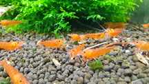 Krewetki Tangerine tiger Bloodshot