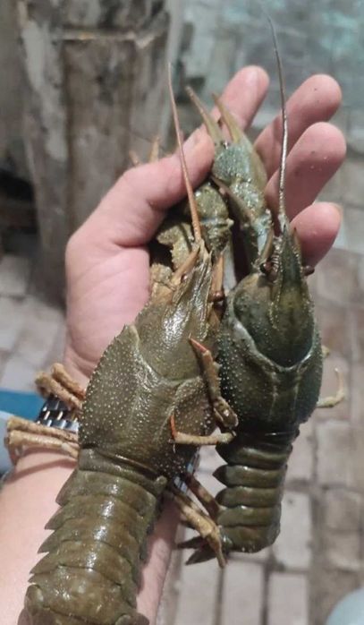 Продам живі раки та у нас діють знижки