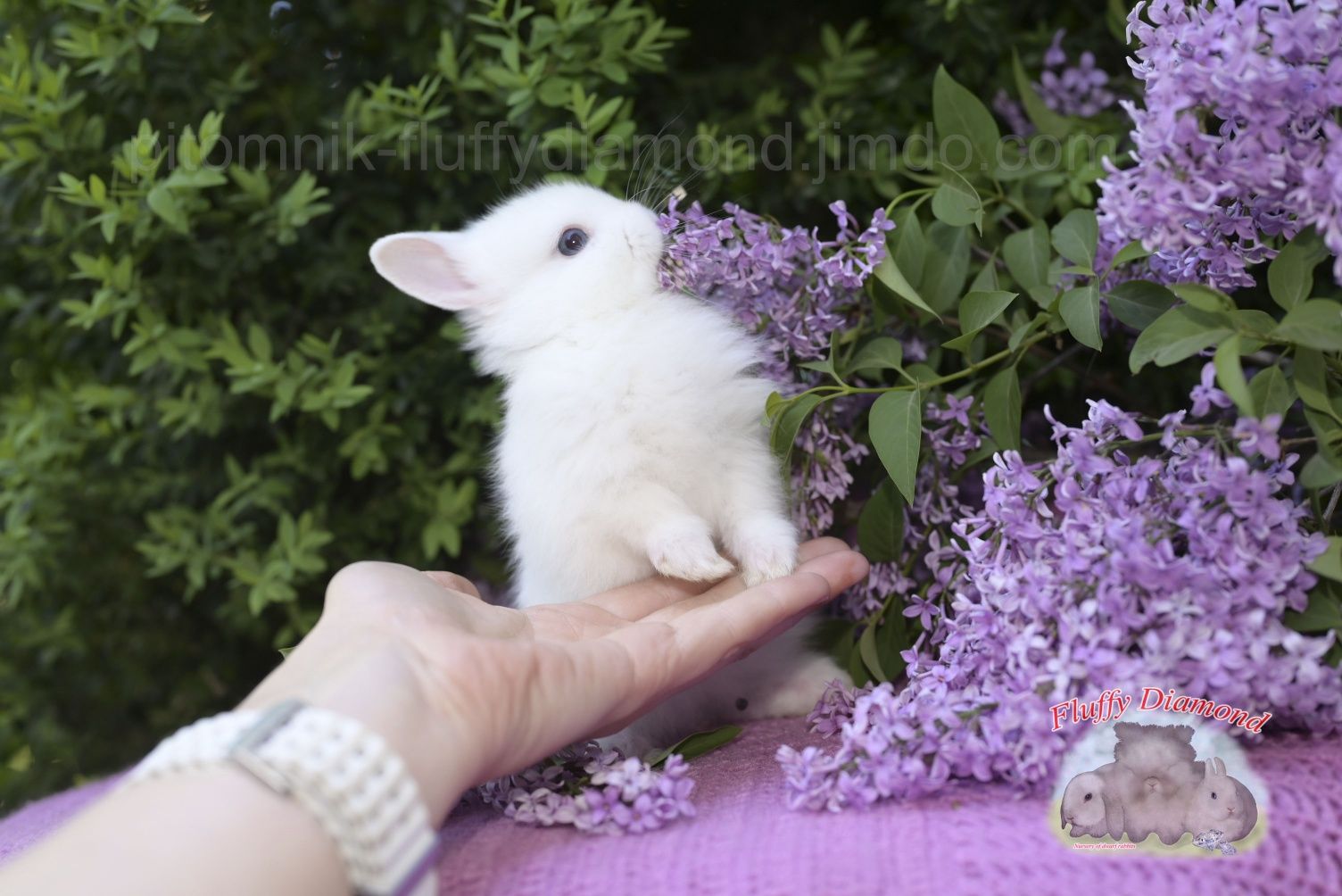 Карликові кролики з розплідника "Fluffy Diamond" Нідерландський карлик